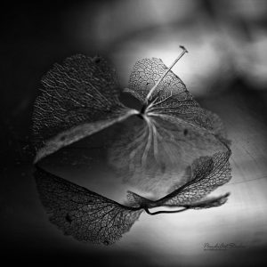 18198460_1883425305237469_2826440200967297611_n