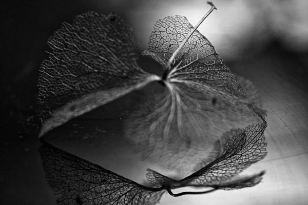 18198460_1883425305237469_2826440200967297611_n